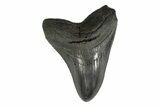 Serrated, Fossil Megalodon Tooth - South Carolina #239765-1